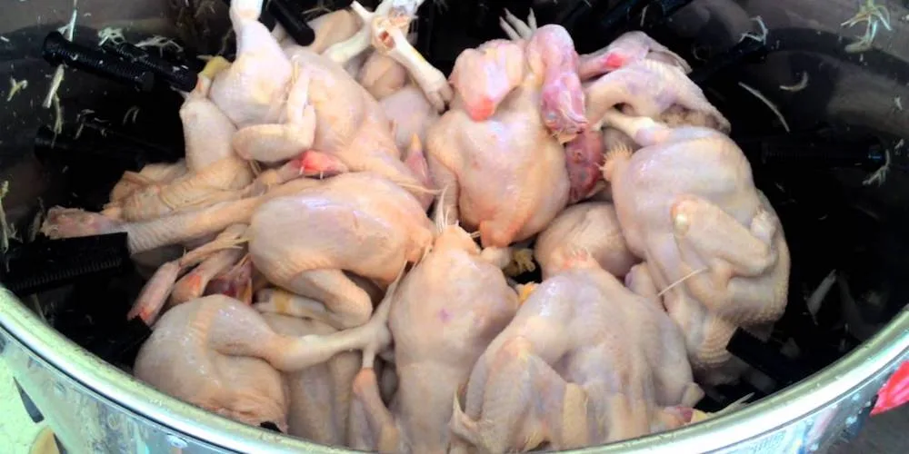 Cabut Bulu Ayam Cabut Bulu Ayam
