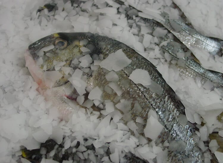 Serpihan Es Ikan Laut dan Tawar