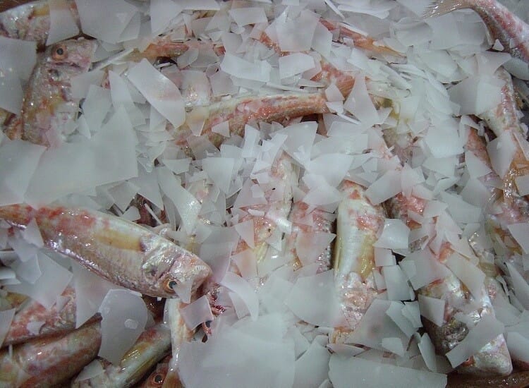 Serpihan Es Ikan Laut